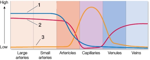 Refer to the graph, which shows blood pressure, blood velocity, and area of the blood vessels throughout a human circulatory system.   Which of the statement about the graph is false? A)  Curve 1 traces blood velocity, curve 2 traces blood pressure, and curve 3 traces blood vessel area. B)  Curve 3 represents total area. C)  The vessels represented on the left of the graph have many extracellular collagen and elastin fibers in their walls. D)  The vessels represented to the left of capillaries on the graph are referred to as resistance vessels. E)  Exchanges of nutrients, respiratory gases, and hormones occur where curve 3 is at its maximum point.