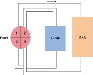 Refer to the figure, which shows the mammalian circulatory system.The arrow indicates the direction of blood flow.   Name the vessel(s) entering chamber 3 and the vessel(s) leaving chamber 1.