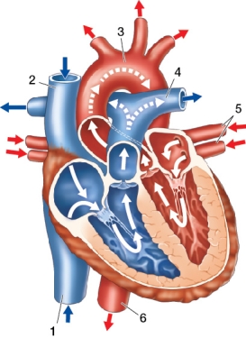 Refer to the figure.   Identify the numbered of vessels shown in the figure, beginning with number 1 and ending with number 6. A)  Inferior vena cava, superior vena cava, aorta, pulmonary vein, pulmonary arteries, descending aorta B)  Inferior pulmonary vein, superior pulmonary vein, pulmonary arteries, vena cava, aorta, descending aorta C)  Inferior vena cava, superior vena cava, pulmonary arteries, pulmonary vein, common iliac arteries, descending aorta D)  Inferior vena cava, superior vena cava, aorta, pulmonary artery, pulmonary veins, descending aorta E)  Inferior pulmonary vein, superior pulmonary vein, common iliac artery, vena cava, ascending aorta, descending aorta