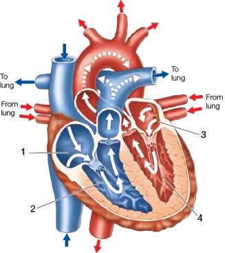 Refer to the figure.   Which statement about the figure is false? A)  Number 1 is the right atrium. B)  Number 3 receives blood from pulmonary veins. C)  Number 4 pumps blood through the aortic valve. D)  Number 2 pumps blood through the pulmonary valve. E)  Blood enters number 1 and flows through the bicuspid valve.