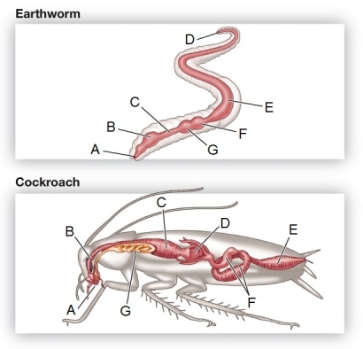 Refer to the figure showing the digestive systems of an earthworm and a cockroach.   Identify the structure in each organism used for grinding food. A)  A in earthworm and A in cockroach B)  C in earthworm and B in cockroach C)  G in earthworm and C in cockroach D)  E in earthworm and F in cockroach E)  F in earthworm and D in cockroach