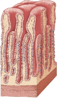 Refer to the figure showing a portion of the human stomach.   The part of the stomach shown in the figure does not show A)  pepsinogen-producing cells. B)  gastric pits. C)  a significant surface area, functioning primarily in absorption. D)  gastric mucosa. E)  parietal cells producing H<sup>+</sup> concentration gradients.