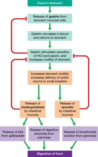 Refer to the figure showing hormonal control of digestion.   Using the figure, determine what will happen after a person who is unable to produce normal levels of cholecystokinin eats a fatty meal. A)  The person's stomach motility will be decreased. B)  The person's stomach will secrete excess acid. C)  The acidic chyme will not be neutralized in the intestine. D)  The fat will not be emulsified. E)  Insulin will not be released by the pancreas.