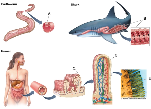 Refer to the figure showing the intestinal surface area of various organisms.   Identify structures A-E, all of which serve to increase intestinal surface area.