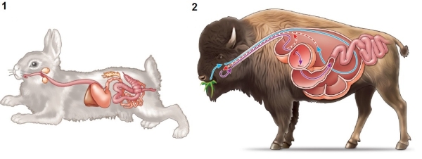 Refer to the figure showing the digestive system of two animals.   Which animal shown in the figure is more likely to eat its feces, and why?