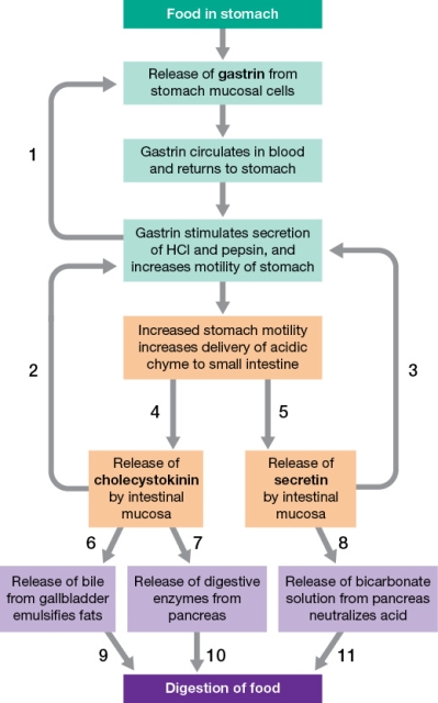 Refer to the figure showing hormonal control of digestion.   Which arrow(s) in the figure represent(s) an example of negative feedback control? How does this negative feedback control regulate the rate of delivery of substrate to portions of the digestive system?
