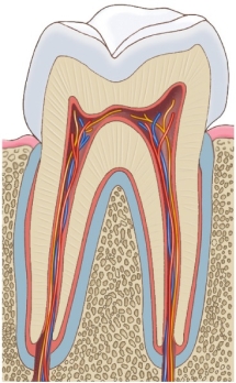 Refer to the figure showing a mammalian tooth.   Based on the figure, which statement about mammalian teeth is true? A)  The crown is the part of the tooth below the gum line. B)  Dentine is present in the crown but not the root. C)  Nerves and blood vessels occur in the pulp cavity, which is the innermost layer of the tooth. D)  Cement holds the tooth in the jawbone and produces the dentine. E)  Enamel covers the crown of the tooth and consists largely of calcium carbonate.