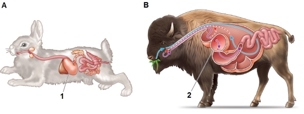 Refer to the figure showing the digestive systems of two animals.   How do the structures marked 1 and 2 compare with each other? A)  Both secrete HCl and proteases for digesting proteins. B)  Both contain fermented food and microorganisms. C)  Structure 1 contains undigested cellulose and structure 2 contains digested cellulose. D)  Structure 1 receives enzymes from the pancreas and structure 2 does not. E)  Both function to store food and deliver it gradually to the small intestine.