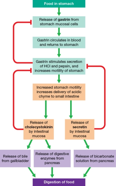 Refer to the figure showing hormonal control of digestion.   Based on the figure, the production of highly acidic chyme will result in A)  slowing down the release of enzymes from the gallbladder. B)  speeding up the release of gastrin from the stomach cells. C)  increasing the motility of the stomach. D)  slowing down the release of bicarbonate solution from the pancreas. E)  slowing down the delivery of chyme from the stomach into the small intestine.