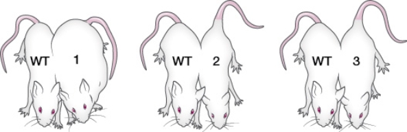 Refer to the figure.In an experiment to test the function of leptin in mice, parabiotic twins were created by surgically connecting the circulatory systems of a wild-type (WT)  mouse with an obese mouse or a wild-type mouse.The obese mouse either lacked functional leptin (genotype ob/ob)  or lacked the receptor for leptin (genotype db/db) .After allowing the mice to feed at will, they observed the results shown in the figure.   It is most likely that A)  mouse 1 has a genotype of ob/ob. B)  mouse 1 is a wild-type mouse. C)  mouse 2 has a genotype of db/db. D)  mouse 2 could be wild-type or have a genotype of ob/ob. E)  mouse 3 has a genotype of db/db.