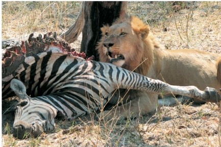 Refer to the figure.   The animal on the right is a carnivore, which is a conclusion you can make based on what it is eating as well as its large _______ teeth, used for stabbing, ripping, or gripping.