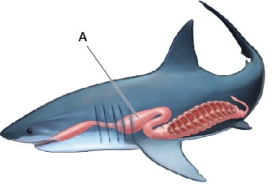 Refer to the figure showing a shark.   In area A of the digestive tract of this shark, you would expect to find enzymes, primarily _______, which hydrolyze bonds between amino acids.