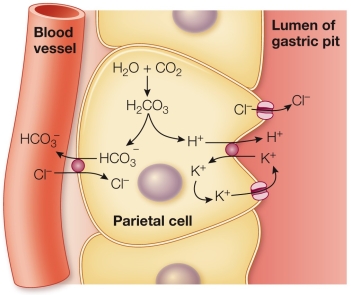 Refer to the figure showing the active transport of H<sup>+</sup> ions in the stomach.   Based on the figure, one can conclude that the pH of the parietal cell is _______ than the pH of the fluid in the lumen of the gastric pit.