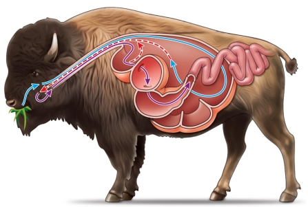 Refer to the figure showing the digestive system of a ruminant.   This animal houses a microbiome in the (name two structures) _______ that is primarily responsible for digesting the cellulose in its diet.