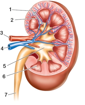 Refer to the figure of the human kidney.   Based on the figure, which statement is false? A)  Filtration by nephrons occurs within the structure at point 1. B)  The structure at point 2 contains distal convoluted tubules. C)  Bowman's capsules occur within the structure at point 1. D)  The structure at point 5 receives urine from collecting ducts. E)  The structure at point 1 contains proximal convoluted tubules.