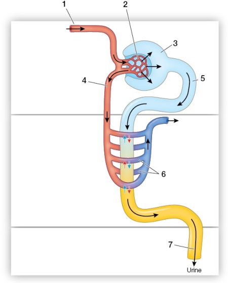 Refer to the figure showing the vertebrate nephron.   Identify the structures indicated by number 6.What is the function of these structures?