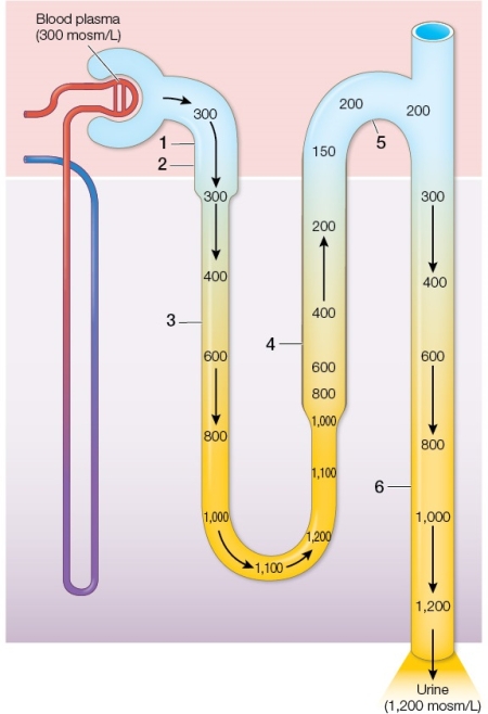 Refer to the figure of the countercurrent multiplier mechanism in the mammalian kidney.   With respect to movements of ions and water, how are regions 1 and 4 similar, and how are they different?
