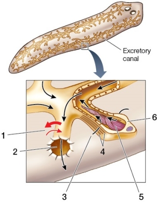 Refer to the figure showing the excretory system of a flatworm.   Which statement about the excretory system of flatworms is false? A)  Structure 2 is an excretory pore. B)  Structure 6 is a flame cell. C)  Solutes are reabsorbed at point 3. D)  Cilia beat at point 5, driving fluid down the tubules. E)  Movements of the animal help extracellular fluid move between tubule cells.