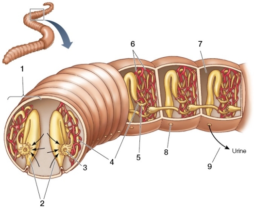 Refer to the figure showing the excretory system of an annelid.   Based on the figure, which statement about the excretory system of annelids is false? A)  Structure 8 is a nephridiopore through which dilute urine exits the animal. B)  The walls of structure 6 are impermeable and prevent blood from leaving the closed circulatory system of annelids. C)  Ammonia diffuses directly from tissues into structure 7. D)  Cells of structure 4 reabsorb and secrete certain molecules. E)  Structure 3 has cilia that sweep coelomic fluid into the metanephridium.