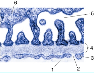 Refer to the figure showing the glomerular filter.   Based on the figure, which statement is false? A)  Number 1 indicates blood plasma. B)  The structure indicated by number 6 is a podocyte, which is a cell of Bowman's capsule. C)  Number 5 indicates filtrate. D)  The structure indicated by number 4 prevents large molecules from leaving capillaries. E)  Number 2 indicates the basal lamina.