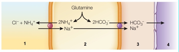 Refer to the figure showing how kidneys help maintain acid-base balance.   Choose the correct list of the structures and elements involved in maintaining acid-base balance in the kidneys, and that are in the same order as the numbers 1-4 in the figure. A)  Interstitial fluids, renal tubule cell, renal tubule lumen, collecting duct B)  Renal tubule cell, collecting duct, interstitial fluids, blood capillary C)  Interstitial fluids, capillary, renal tubule lumen, collecting duct D)  Renal tubule lumen, renal tubule cell, interstitial fluids, blood capillary E)  Renal tubule lumen, renal tubule cell, interstitial fluids, collecting duct