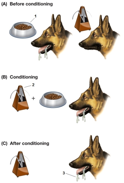 Refer to the figure showing the steps in a conditioned reflex experiment.   Which statement about the experiment shown in the figure is false? A)  The object at point 2 is the conditioned stimulus. B)  In part B, the order of presentation of the stimuli is unimportant. C)  The object at point 1 produces an unconditioned response. D)  Point 3 shows the conditioned response. E)  In part B, the stimuli must be presented in quick succession.