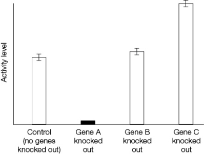 Refer to the graph showing the locomotor activity of Drosophila melanogaster flies that have been subjected to various gene-knockout experiments.   What can be inferred about the normal function of gene A in the graph? A)  Gene A plays little role in locomotor activity. B)  Gene A interacts with gene B in controlling locomotor activity. C)  Gene A interacts with gene C in controlling locomotor activity. D)  Gene A is required for locomotor activity. E)  There is insufficient data to make an inference.