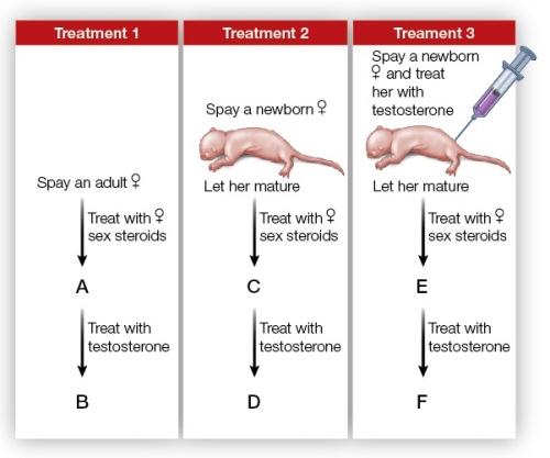 Refer to the figure showing a series of experiments carried out on female rats.   Based on the figure, which statement about sex steroids and rat sexual behavior is false? A)  In treatment 3, a female rat at point E would not show female sexual behavior (lordosis) . B)  In treatment 2, a female at point D would have a masculinized nervous system. C)  In treatment 3, a female rat at point F would show male sexual behavior. D)  The brain of a newborn female rat does not require exposure to estrogen for female sexual behavior to develop. E)  Estrogen in adulthood is needed to activate female sexual behavior.