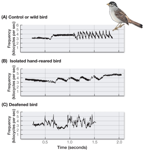 Refer to the figure showing sonograms for three birds.   Evaluate this statement: The sonogram in part B (isolated hand-reared bird) shows the song of a male that has not heard his species-specific song during the sensitive period in adulthood.