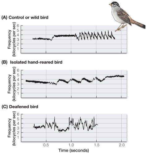 Refer to the figure showing sonograms for three birds.   The sonogram in part C (deafened bird) shows the song of a male that heard his species-specific song during the appropriate sensitive period, but was deafened before he began singing.What does the abnormal sonogram indicate?