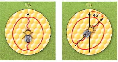 Refer to the figure showing the honey bee waggle dance.   The bee performing the waggle dance in part A of the figure is communicating what to her hivemates?