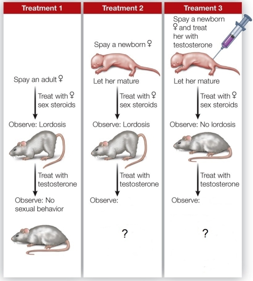 Refer to the figure showing sex hormone manipulations of female rats.   What is the correct final observation for female rats in treatments 2 and 3? A)  Treatment 2: Female will display male sexual behavior. Treatment 3: Female will not display sexual behavior when in the presence of a receptive female. B)  Treatment 2: Female will display female sexual behavior. Treatment 3: Female will display male sexual behavior when in the presence of a receptive female. C)  Treatment 2: Female will not display sexual behavior. Treatment 3: Female will display male sexual behavior when in the presence of a receptive female. D)  Treatment 2: Female will display male sexual behavior. Treatment 3: Female will display male sexual behavior when in the presence of a receptive female. E)  Treatment 2: Female will not display sexual behavior. Treatment 3: Female will display female sexual behavior when in the presence of a receptive female.