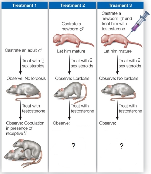 Refer to the figure showing sex hormone manipulations of male rats.   What is the correct final observation for male rats in the presence of a receptive female in treatments 2 and 3? A)  Treatment 2: Male will display female sexual behavior. Treatment 3: Male will not display sexual behavior. B)  Treatment 2: Male will not display sexual behavior. Treatment 3: Male will copulate with a receptive female. C)  Treatment 2: Male will not display sexual behavior. Treatment 3: Male will not display sexual behavior. D)  Treatment 2: Male will copulate with a receptive female. Treatment 3: Male will copulate with the female. E)  Treatment 2: Male will display female sexual behavior. Treatment 3: Male will copulate with a receptive female.