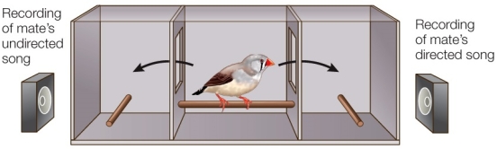 Refer to the figure showing the apparatus used to test the importance of song variation and female choice in zebra finches.   Which statement about the results of the experiment is false? A)  Male zebra finches sing undirected, variable song when singing alone. B)  Female zebra finches prefer directed song. C)  Male zebra finches may incorporate variations into their song to establish individuality and influence mate choice. D)  Mated females prefer the directed song of an unknown male over that of their mate. E)  Male zebra finches sing directed, less variable song when in the presence of a female.