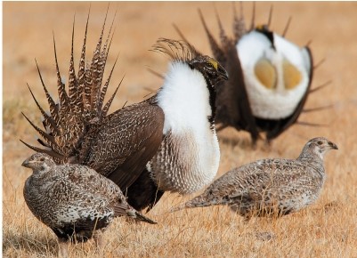 Refer to the figure showing territorial behavior of birds on a lek.   Which statement about this form of territorial behavior is false? A)  Leks are sites of communal displays by males. B)  When on leks, males incur low costs of territorial defense. C)  Individual territories on leks are small. D)  Females typically mate with males on prime sites, typically at the center of the area. E)  Females that visit leks benefit by receiving superior genes for their offspring.