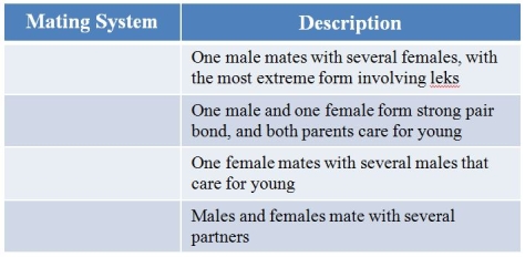 Refer to the table.Match one of these mating systems to the description listed in the table: monogamy, polyandry, polygyny, promiscuity.(Note: The order should read from top to bottom.)    A)  Promiscuity; monogamy; polygyny; polyandry B)  Monogamy; polyandry; polygyny; promiscuity C)  Polygyny; monogamy; polyandry; promiscuity D)  Promiscuity; monogamy; polyandry; polygyny E)  Polyandry; polygyny; monogamy; promiscuity
