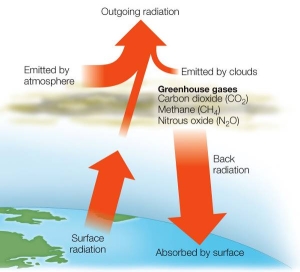 Refer to the diagram below.   According to the diagram, greenhouse gases maintain a temperature high enough to support life on Earth by affecting which aspect of heat radiation? A)  Outgoing radiation B)  Radiation emitted by clouds C)  Back radiation D)  Radiation absorbed by the surface E)  Surface radiation