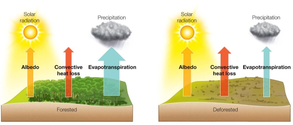 Refer to the figure below.   If the decrease in evapotranspiration were greater than the increase in albedo and convective heat loss, the climate in a deforested area would be A)  warmer and drier. B)  warmer and moister. C)  cooler and drier. D)  cooler and moister. E)  warmer, but precipitation would not change.