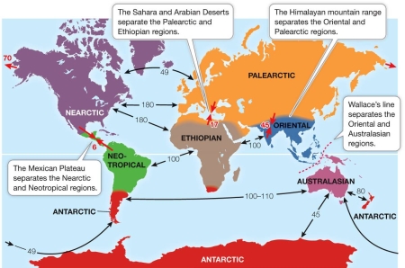 Refer to the map below.   DNA analysis showed that one species of rat diverged over several thousand years to become two species.Rat species A lived in the Ethiopian biogeographic region, whereas species B lived in the Oriental region.This suggests that the process leading to divergence of the two rat species is A)  dispersal. B)  vicariance. C)  biogeography. D)  converging of land masses. E)  biotic interchange.