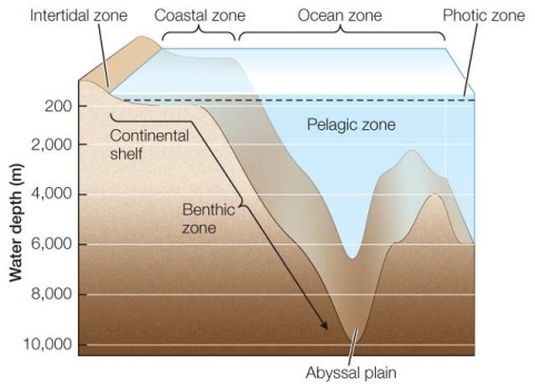 Refer to the figure below.   Using the figure as a guide, describe how temperature, light, and pressure vary in the coastal and ocean zones.Include variations based on depth in the two zones, and explain how the differences affect ocean life.