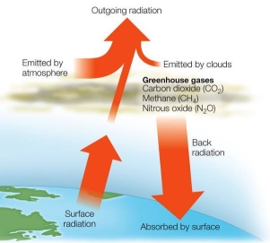 Refer to the figure below, showing heat radiation in Earth's atmosphere.   Based on the diagram, which statement about heat in Earth's atmosphere is most accurate? A)  Most heat is released from the atmosphere back into space. B)  Most outgoing radiation is emitted by clouds. C)  Much of Earth's heat moves between Earth and the atmosphere. D)  Much of Earth's heat comes from Earth, rather than from the sun. E)  Most heat is emitted by the atmosphere and clouds, rather than by Earth's surface.