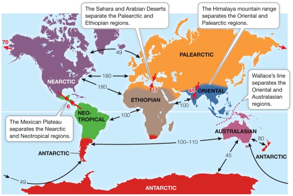 Refer to the figure, showing Earth's biogeographic regions.(Red arrows show time, in millions of years, since land masses came together.Black arrows show time since two land masses separated.)    Some regions, including the Palearctic and Ethiopian, and the Palearctic and Oriental, have been moving toward each other.Based on the information given, what would be the expected response of species as these regions come back together? A)  Speciation rates will increase because species will compete more. B)  Speciation rates will decrease because the regions are closer together. C)  Speciation will occur separately in each region because of barriers to dispersal. D)  Species will mix in the two regions, but rates of speciation cannot be determined. E)  Species will mix in the two regions, but rates of speciation will be too gradual to be measured.
