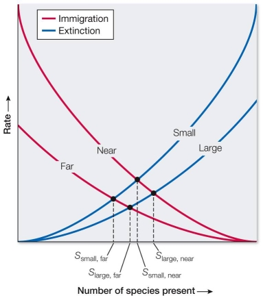 Refer to the graph, which models the theory of island biogeography.   The theory of island biogeography describes how immigration to an island from the mainland and extinction of species on the island interact to determine species diversity.According to the graph, which type of island would have the most species? A)  A small island near the mainland B)  A small island far from the mainland C)  A large island near the mainland D)  A large island far from the mainland E)  A large island, regardless of distance from the mainland