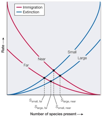 Refer to the graph representing the Wilson<font face= symbol ></font>MacArthur theory of island biogeography, which explains the species<font face= symbol ></font>area relationship.   According to the graph, the number of species on an island reaches equilibrium when A)  immigration and extinction rates are zero. B)  immigration and extinction rates are equal. C)  immigration rates rise faster than extinction rates. D)  extinction rates rise faster than immigration rates. E)  islands are large and near continents, regardless of rates.