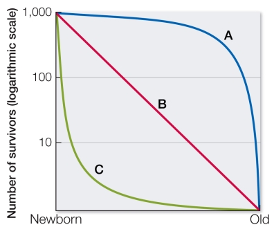 Refer to the graph shown.   The cactus finch has high mortality rates during the juvenile stage, an adult stage with low mortality rates, and an  old age  with high mortality rates.This life history would result in a survivorship curve that is A)  most like curve A. B)  most like curve B. C)  most like curve C. D)  a combination of curves A and B. E)  a combination of curves A and C.
