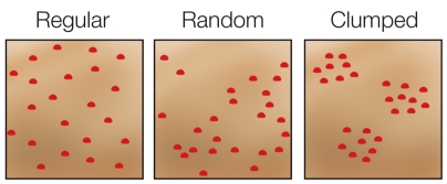 Refer to the figure showing three basic dispersion patterns.   Which organisms would be most likely to show a random dispersion? A)  A pack of wolves B)  A herd of buffalo in a field C)  Nesting bird pairs maintaining territories D)  Dandelions dispersed by the wind E)  A plant species that produces a toxin to deter other plants