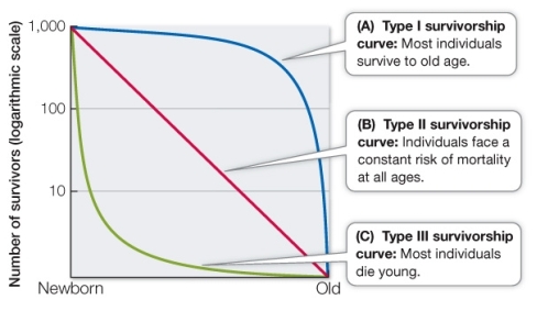 Refer to the graph below.   A mother sea turtle comes to shore, lays hundreds of eggs, buries them in the sand, and leaves.Later, the baby sea turtles hatch and waddle into the water, where they live their lives.Every year, surviving sea turtles find their way back to the same beach to lay their own eggs, guided by ocean currents and magnetic fields.This organism's life cycle most likely follows which of these types of survivorship curves? A)  Type I because the population of adult sea turtles is very large B)  Type II because ocean dangers are great regardless of turtle age C)  Type III because baby sea turtles are at greatest risk for predation D)  Type II because food availability will slowly decline as turtles age E)  Type II because size is not a factor in sea turtle mortality