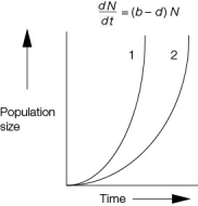 In the graph below, which of the expressions of the exponential growth equation would need to be increased for curve 1 to become more like curve 2?   A)  dN/dt B)  b C)  d D)  (b - d)  E)  N