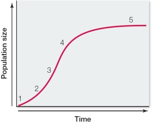 Refer to the graph showing logistic growth.   At which point would there be zero population growth (dN/dt = 0) ? A)  1 B)  2 C)  3 D)  4 E)  5