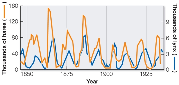 The graph below shows cycles of predators (lynx)  and prey (snowshoe hares)  over nearly a century.During this time, people were trapping both lynx and hares, thus limiting their populations.   If trapping of both species declined, what changes would be expected to occur in the hare and lynx populations? A)  Cycles would continue but probably at higher levels. B)  Cycles would continue but probably at lower levels. C)  Both hare and lynx populations would increase, and cycles would stop. D)  Both hare and lynx populations would decrease, and cycles would stop. E)  Both hare and lynx populations would increase to their carrying capacities and level off.